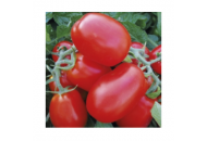 1510 F1 - томат детерминантный, Lark Seeds (Ларк Сидс), США фото, цена